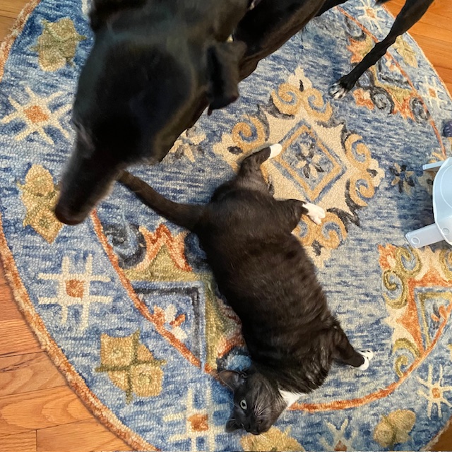 A cat rolling on the floor while a black greyhound looks over her