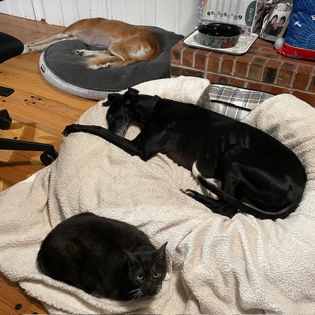 Two dogs and one cat on beds