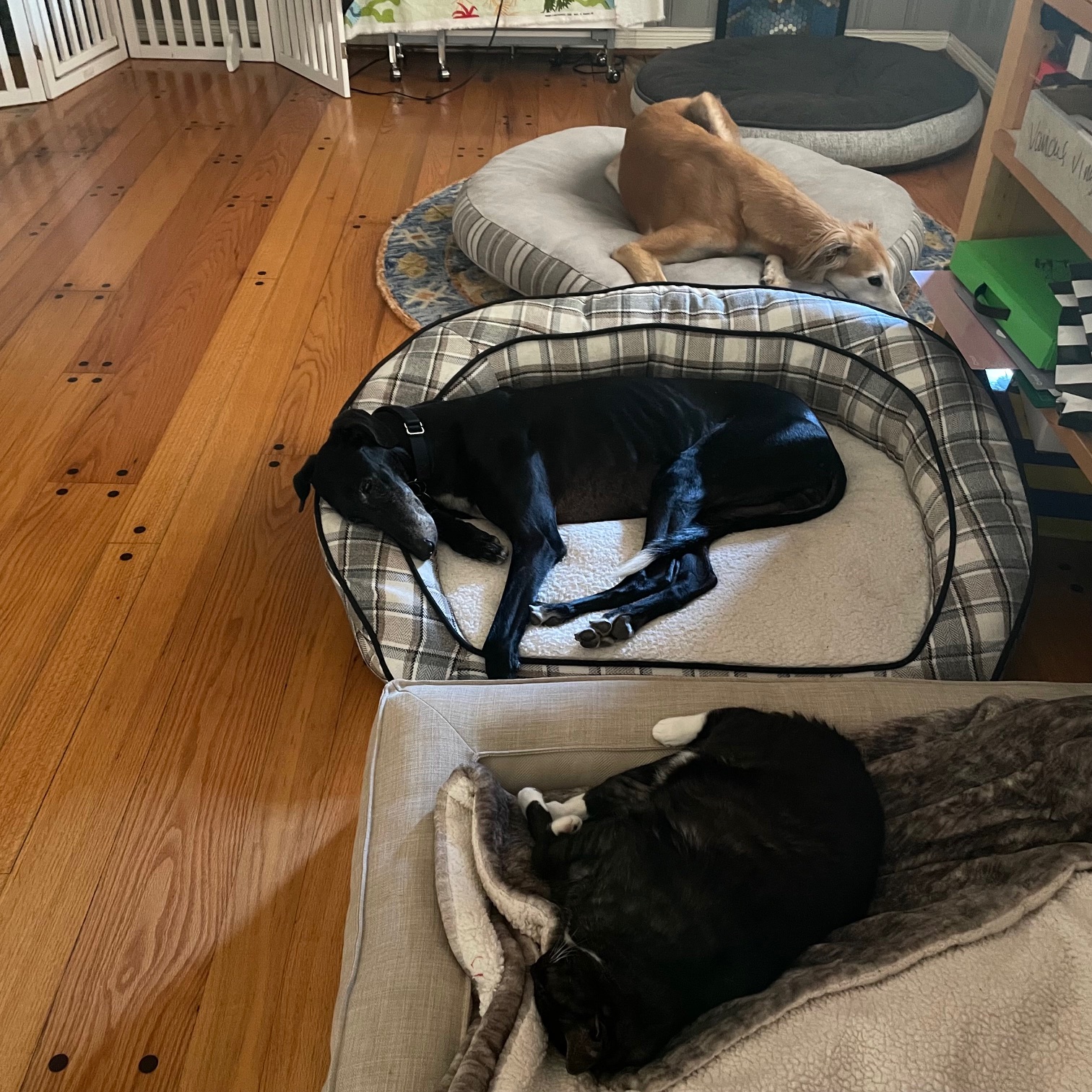 Two dogs and one cat on beds