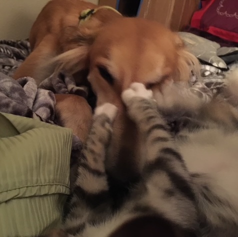 striped cat paws reaching out onto a saluki face