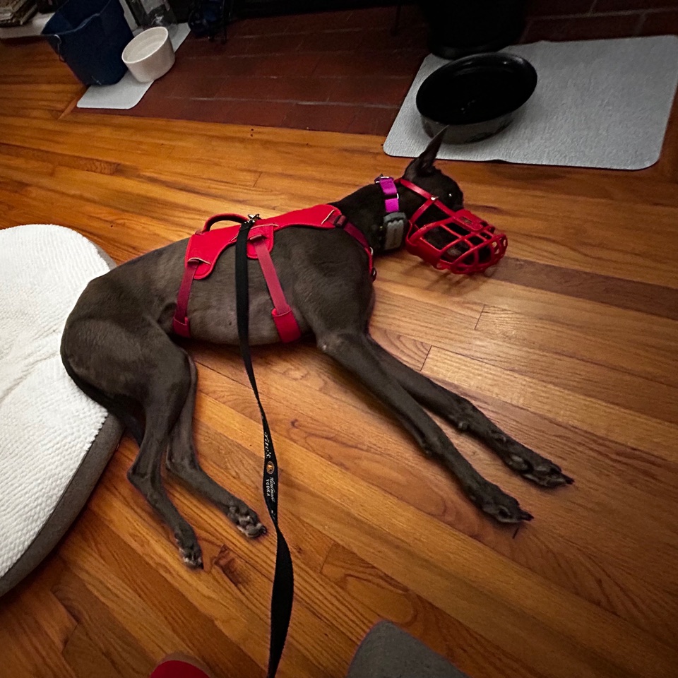 Girlie might be getting over this cat thing