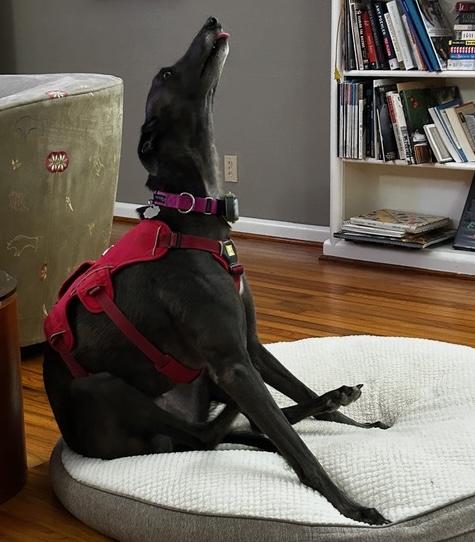 Other names for Girlie