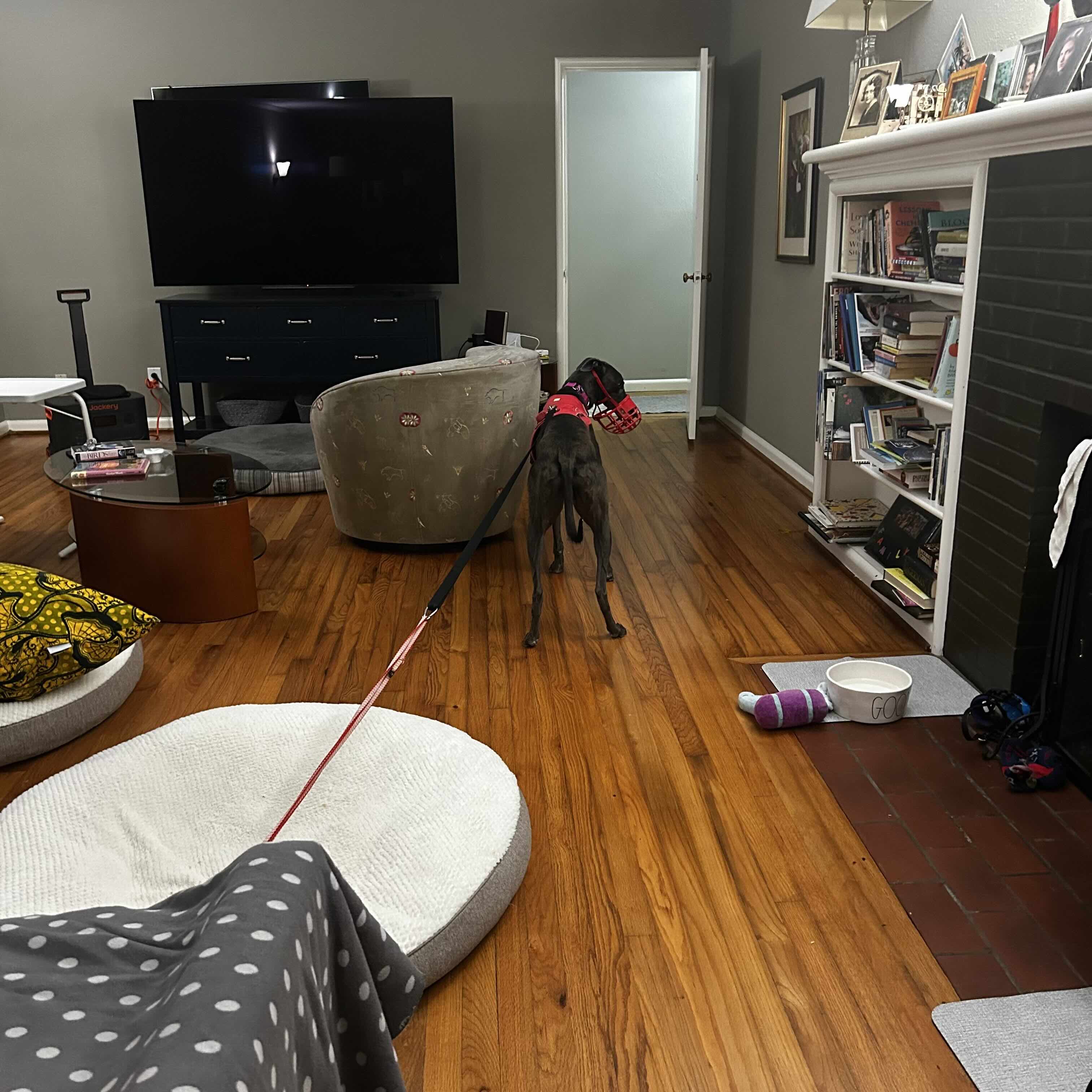 Girlie earns her longer lead badge