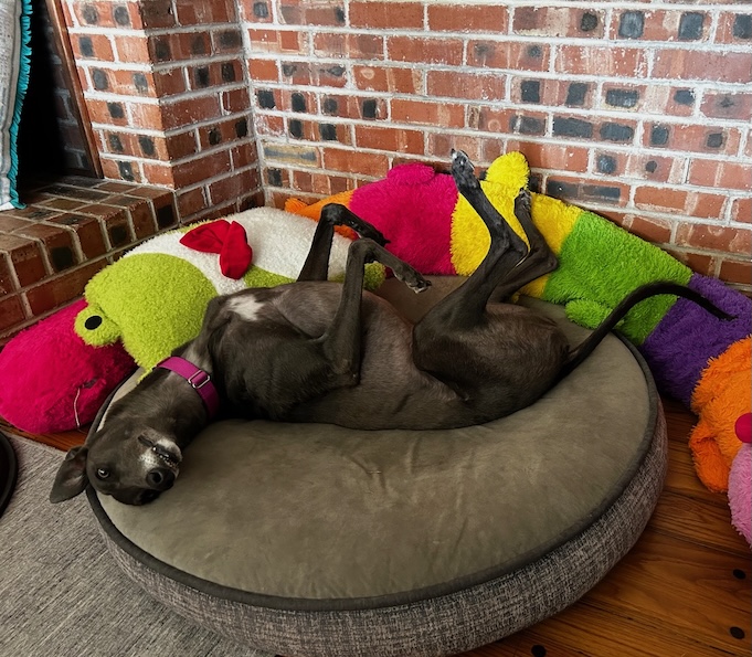 blue greyhound lying on her back among stuffed animals