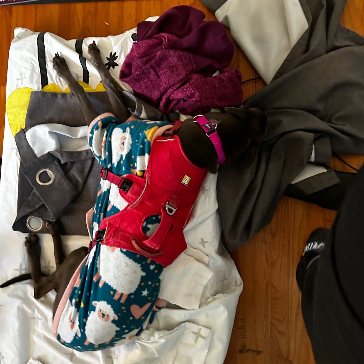 Girlie's settling in